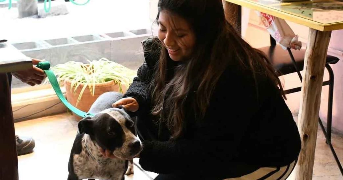 Tres perros adultos fueron adoptados nueva