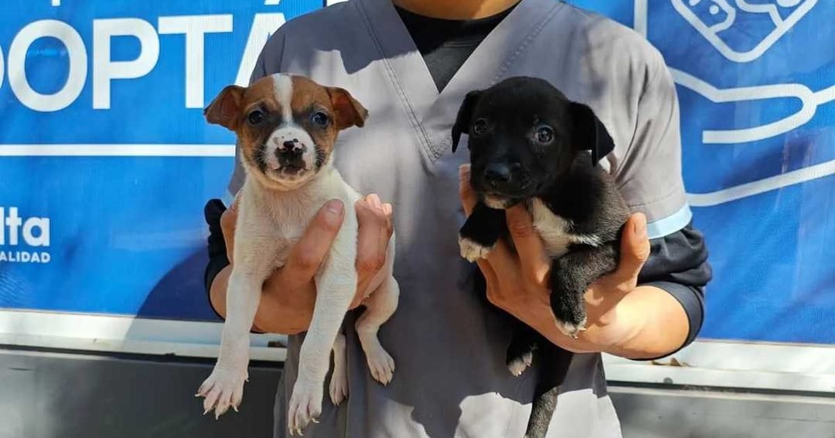 jornada de adopción responsable