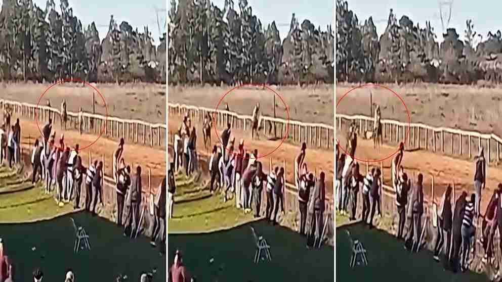 Festejó el triunfo de su caballo en el Hipódromo de Camba Paso y fue atropellado por otro competidor