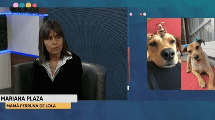 Pintarán una huella para pedir justicia por Lola , la perrita atropellada en Av. Sarmiento