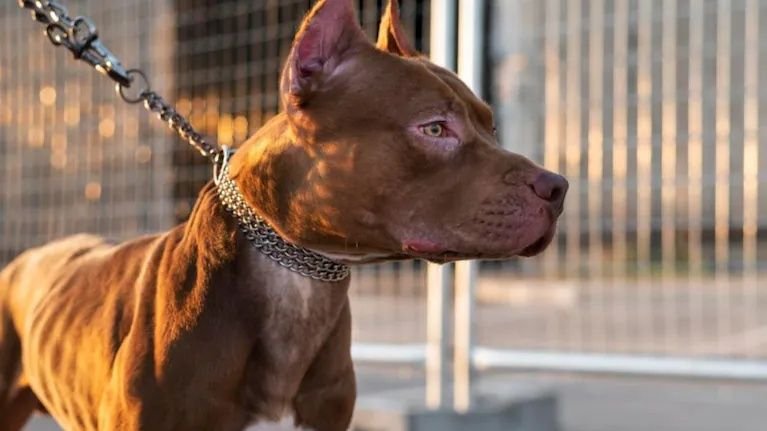Tragedia en Córdoba: un nene de tres años murió tras el ataque de un pitbull