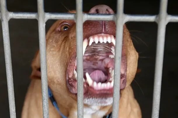 Tragedia en Malvinas Argentinas: murió una beba de 4 meses tras ser atacada por un pitbull