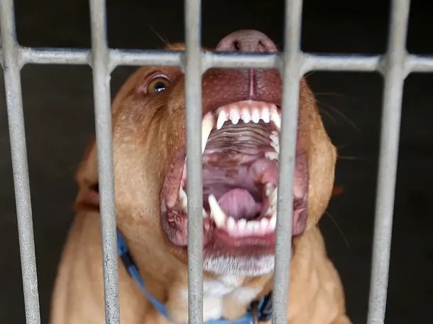 Tragedia en Malvinas Argentinas: murió una beba de 4 meses tras ser atacada por un pitbull