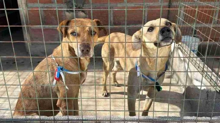 animales extraviados