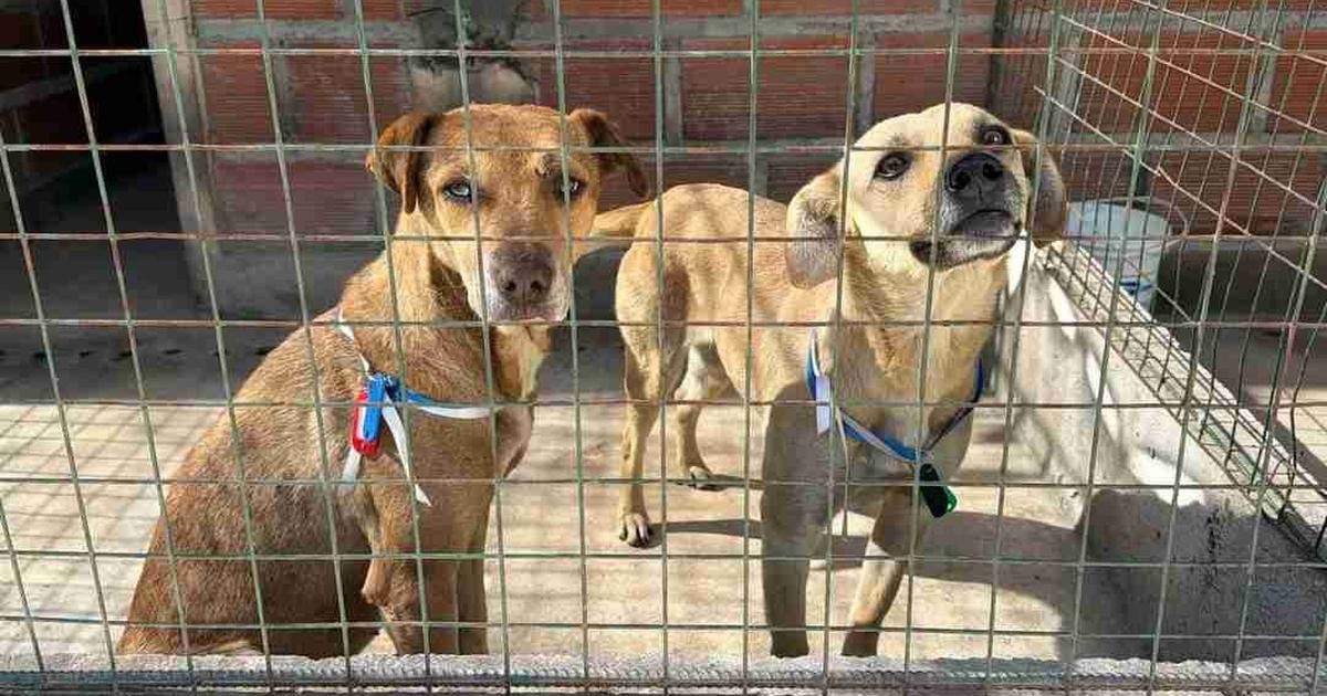animales extraviados