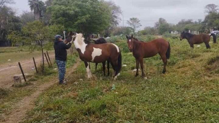equinos sueltos en Tartagal