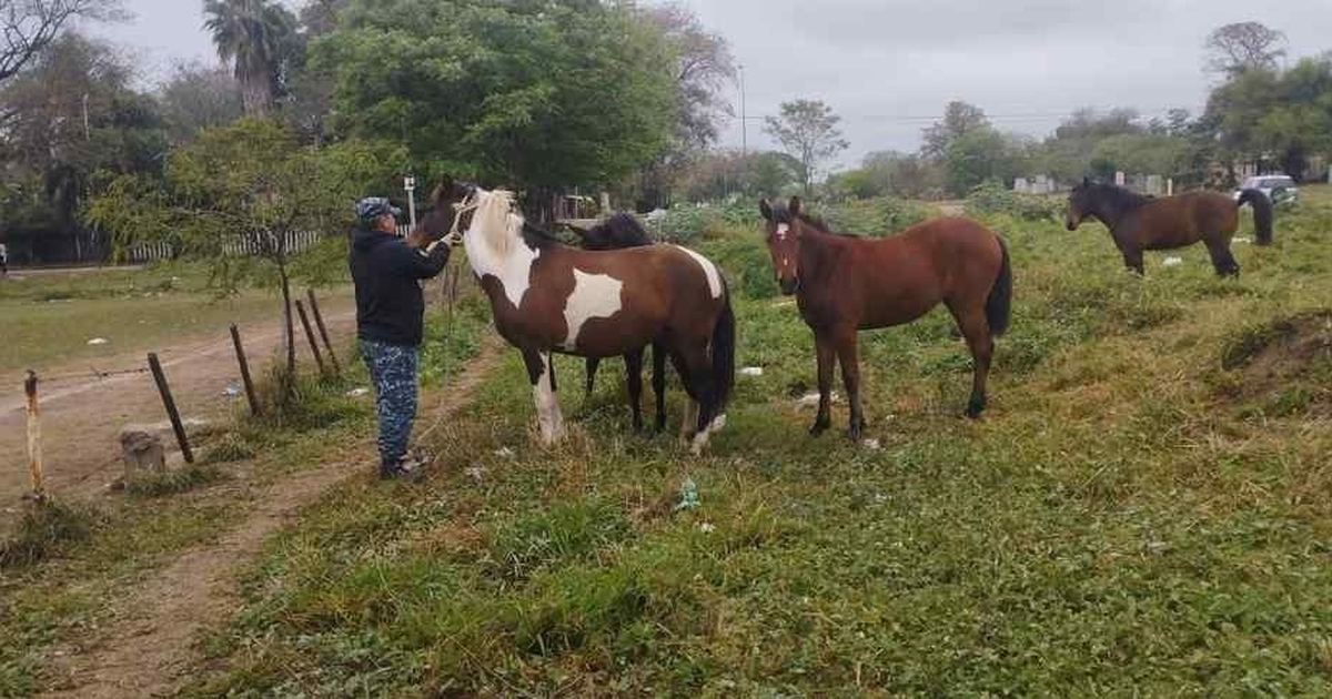 equinos sueltos en Tartagal