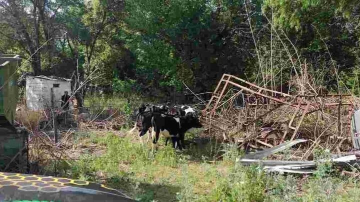 animales sueltos en Salta