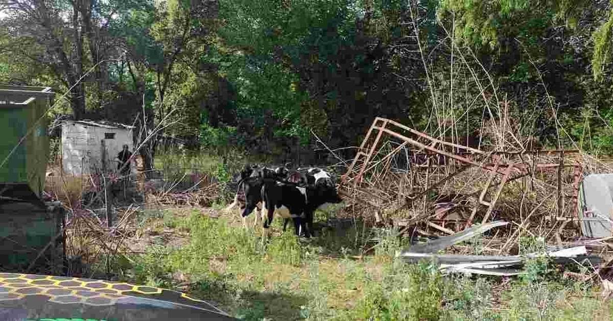 animales sueltos en Salta