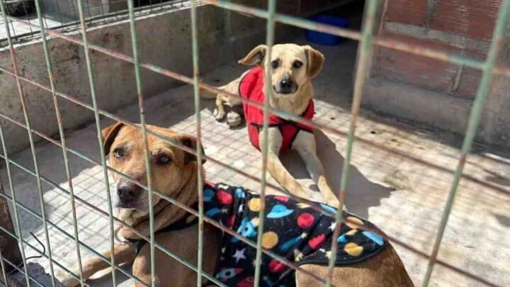 perros extraviados Milagro