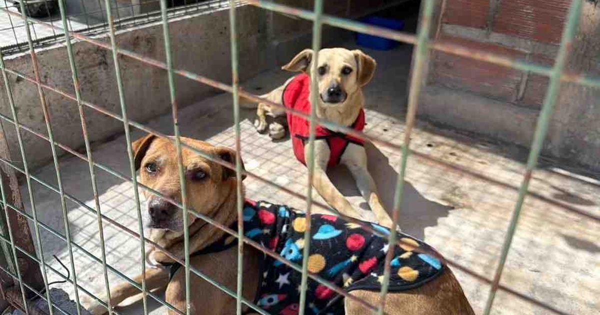 perros extraviados Milagro