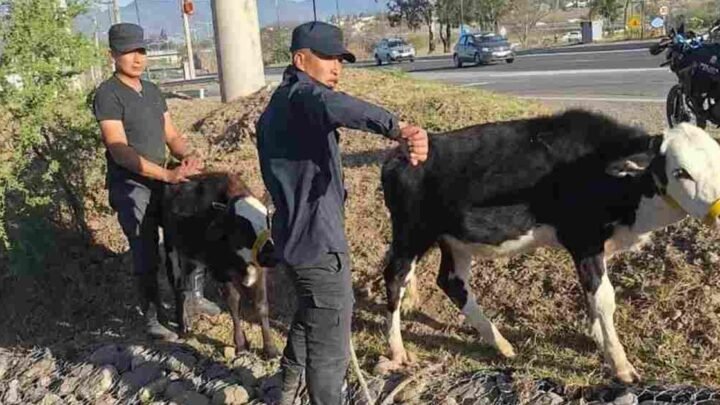 animales sueltos en Salta