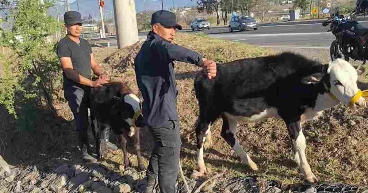 animales sueltos en Salta