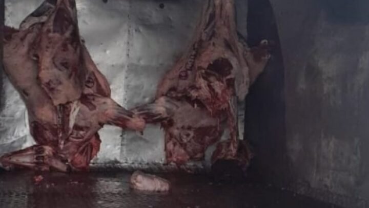 carne no apta
