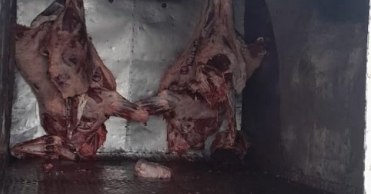 carne no apta
