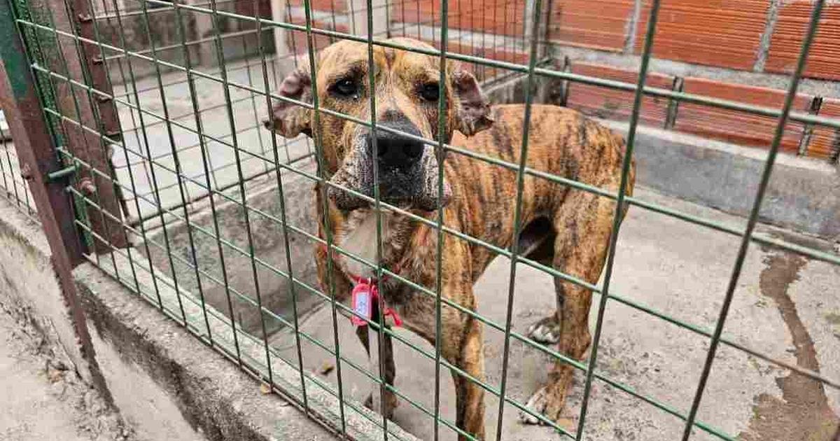 extravío de perros