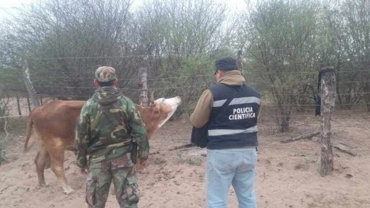 abigeato en Rosario de la Frontera