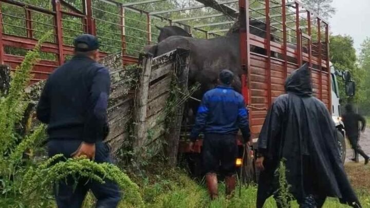 animales sueltos
