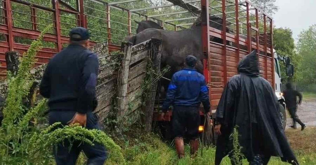 animales sueltos