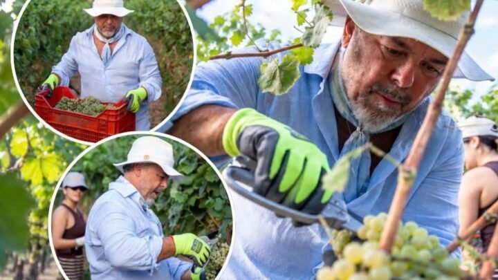 Donato De Santis dejó la cocina y se sumergió en la tradición de la vendimia en Italia