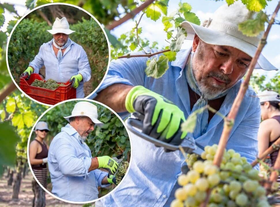 Donato De Santis dejó la cocina y se sumergió en la tradición de la vendimia en Italia