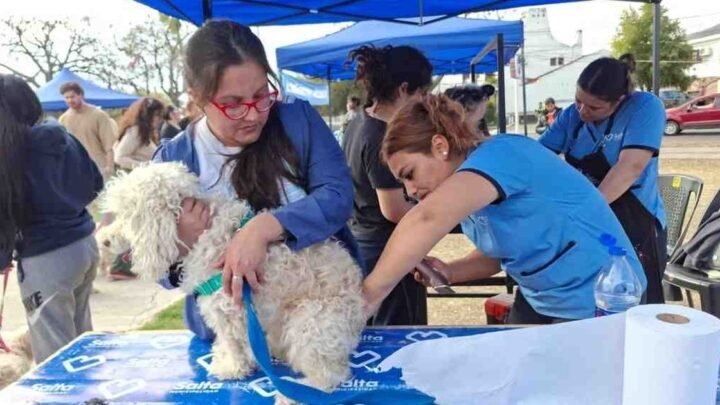 vacunación antirrábica realizará próxima semana barrio
