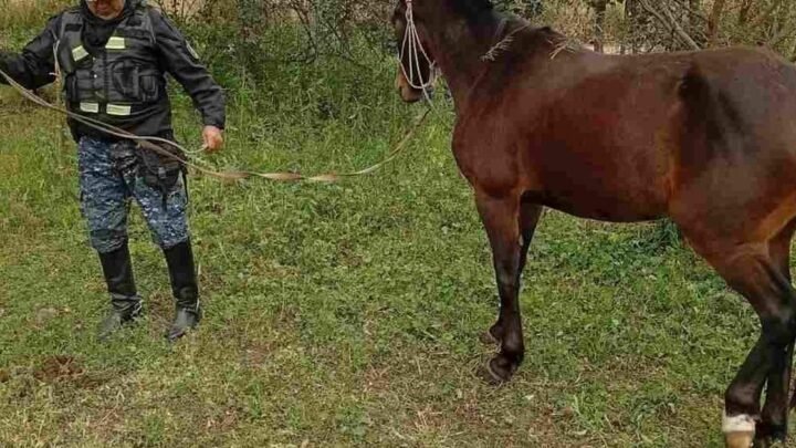 animales sueltos en Metan