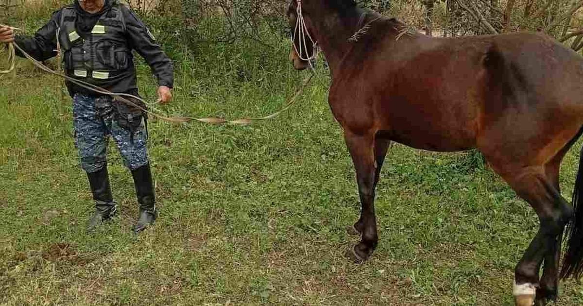 animales sueltos en Metan