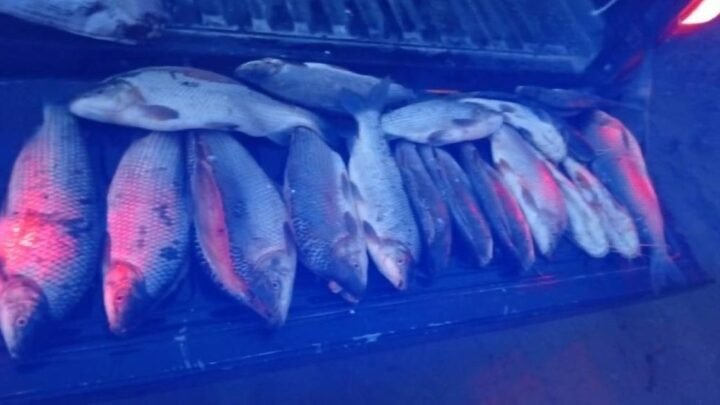 pesca ilegal