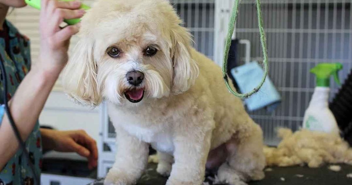 peluquería canina