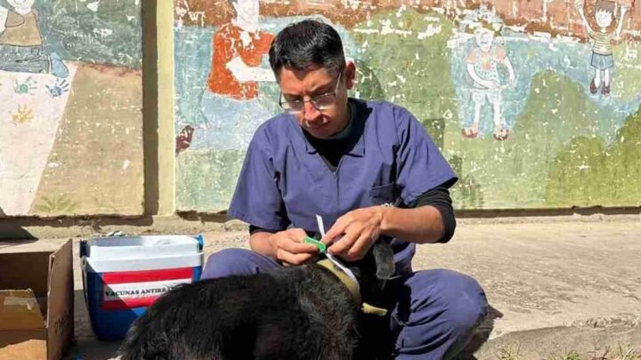 perros comunitarios