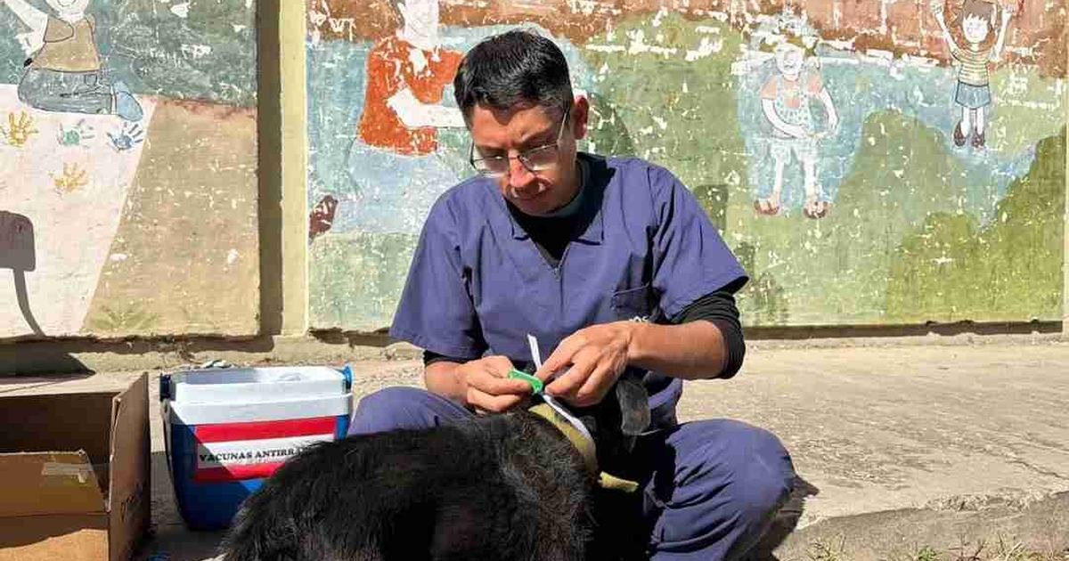 perros comunitarios