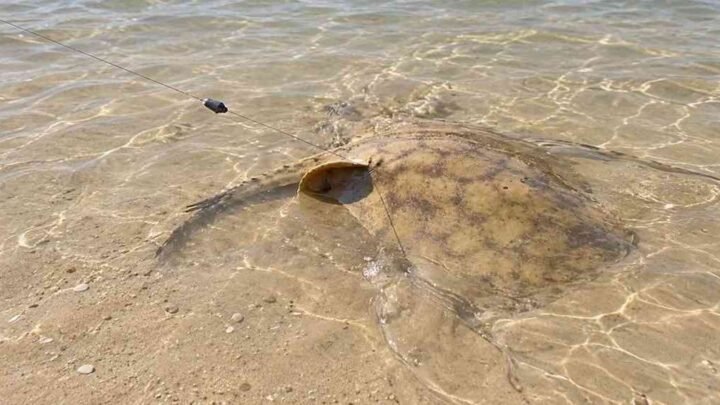 rayas en el Bermejo Alerta río advierten presencia zona Quena