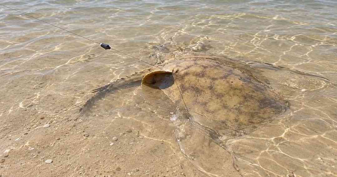 rayas en el Bermejo Alerta río advierten presencia zona Quena