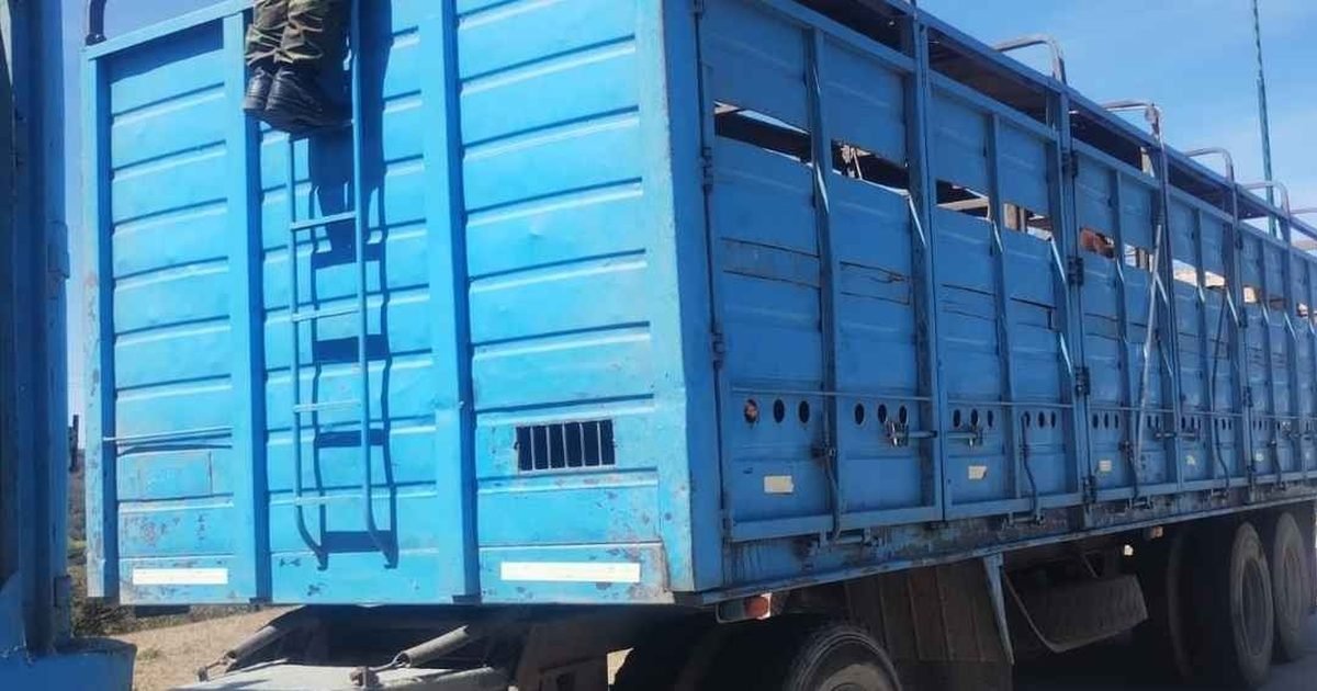 camión con vacunos