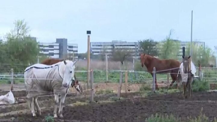 Córdoba: robaron cuatro caballos de un club hípico y sus dueños pagaron una suma millonaria para recuperarlos