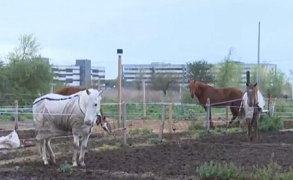 Córdoba: robaron cuatro caballos de un club hípico y sus dueños pagaron una suma millonaria para recuperarlos