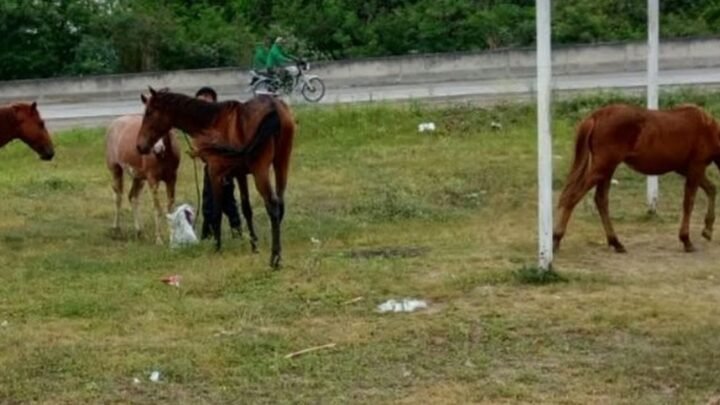 caballos sueltos en Orán