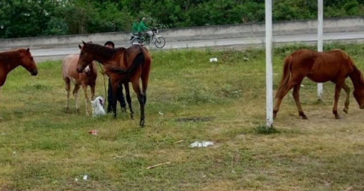 caballos sueltos en Orán