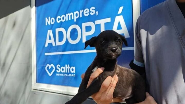 jornada de adopción