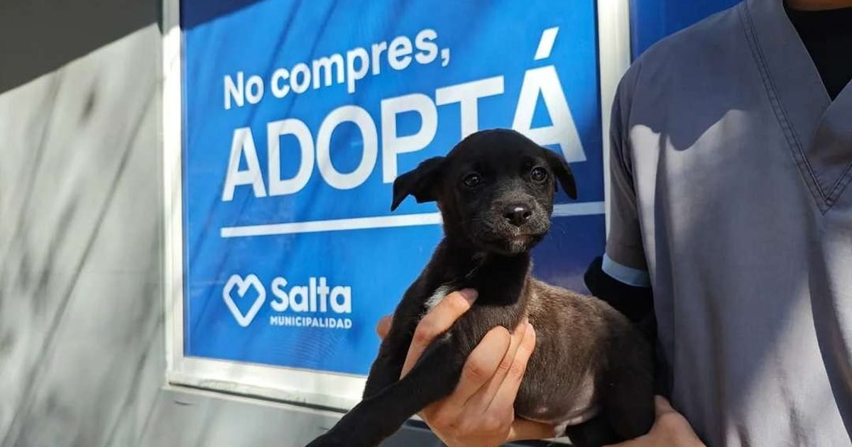 jornada de adopción