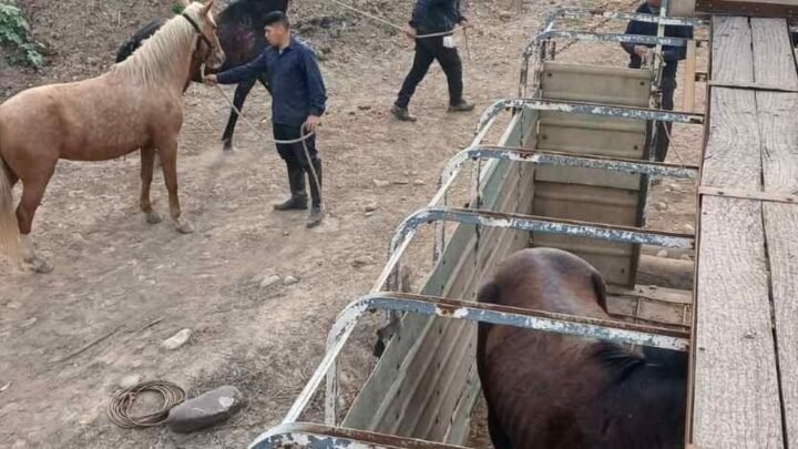 equinos sueltos