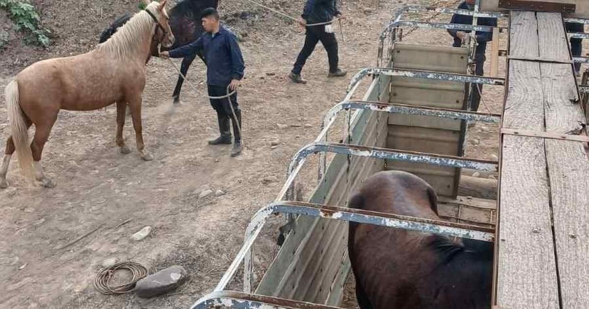equinos sueltos