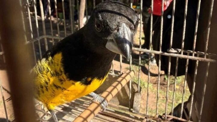 aves silvestres en San Agustín