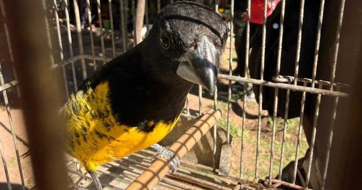 aves silvestres en San Agustín