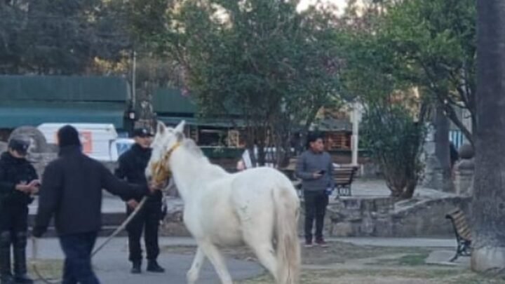 caballo suelto