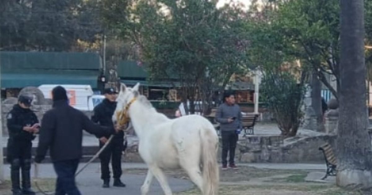 caballo suelto