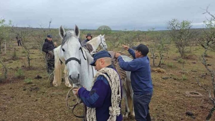 animales sueltos