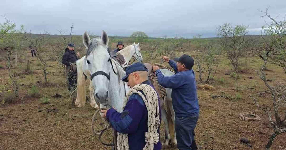 animales sueltos