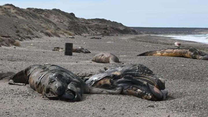 Investigan la inusual mortandad de ballenatos en las costas de Chubut: qué se sabe sobre la bacteria bajo análisis